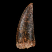 2.9" Carcharodontosaurus Fossil Tooth Cretaceous Theropod Dinosaur Stand, COA