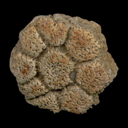 2.4" Glyptodon Fossil Osteoderm Scute Plate Bony Armor Pleistocene Uruguay COA