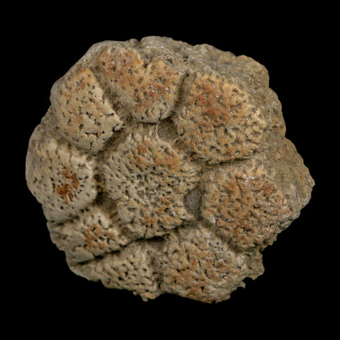 2.4" Glyptodon Fossil Osteoderm Scute Plate Bony Armor Pleistocene Uruguay COA - Fossil Age Minerals