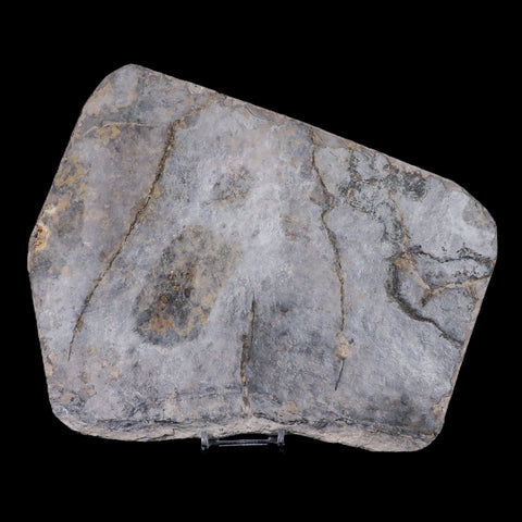 5.8" Coelophysis Dinosaurs Tracks Foot Prints Triassic Age Roussllion France Stand - Fossil Age Minerals