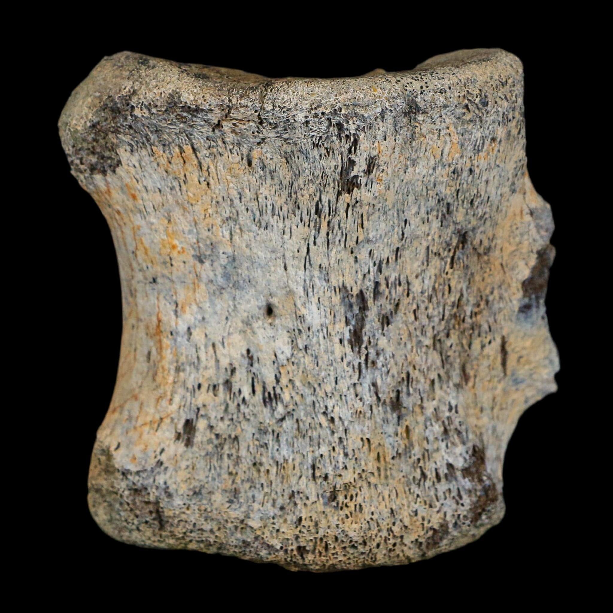 2.7" Corythosaurus Fossil Vertebrae Bone Judith River FM Cretaceous Dinosaur MT