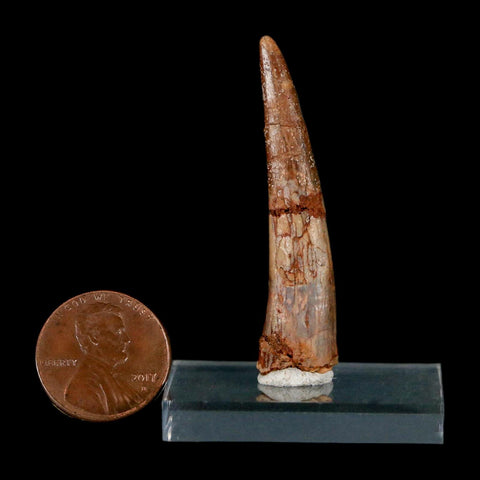 XL 1.9" Pterosaur Coloborhynchus Fossil Tooth Upper Cretaceous Morocco COA & Display - Fossil Age Minerals