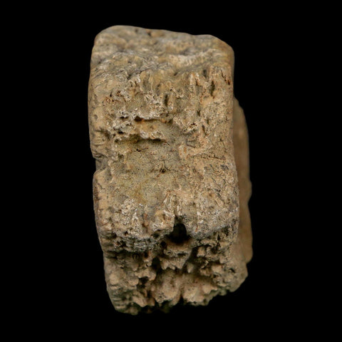 2.4" Glyptodon Fossil Osteoderm Scute Plate Bony Armor Pleistocene Uruguay COA - Fossil Age Minerals