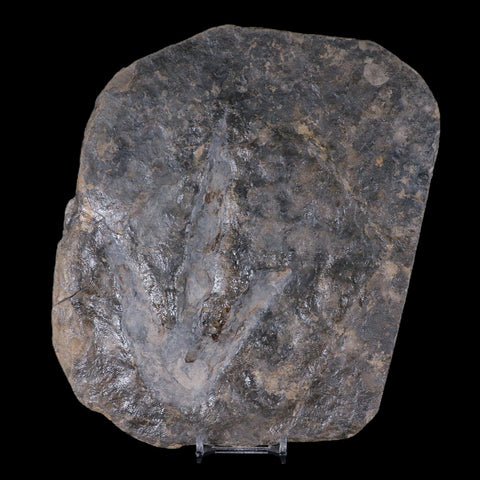 5.7" Grallator Variabilis Dinosaurs Tracks Foot Prints Jurassic Age France COA, Stand - Fossil Age Minerals