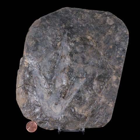 5.7" Grallator Variabilis Dinosaurs Tracks Foot Prints Jurassic Age France COA, Stand - Fossil Age Minerals