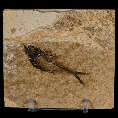 2" Diplomystus Dentatus Fossil Fish Green River FM WY Eocene Age COA, Stand - Fossil Age Minerals