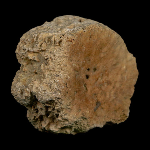 2.4" Glyptodon Fossil Osteoderm Scute Plate Bony Armor Pleistocene Uruguay COA - Fossil Age Minerals