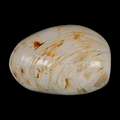 3" Clam Fossil Polished Jurassic Madagascar Bivalve Mollusk 150 Million Years Old - Fossil Age Minerals