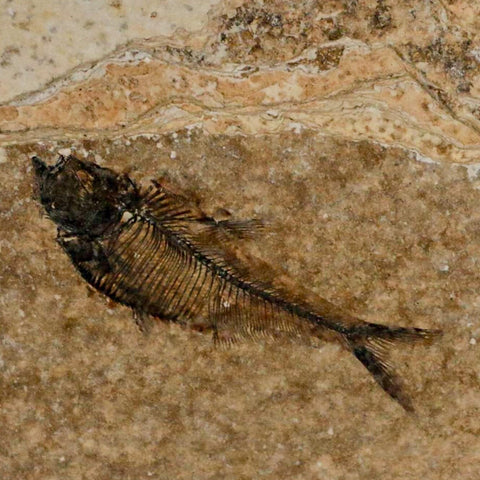 2" Diplomystus Dentatus Fossil Fish Green River FM WY Eocene Age COA, Stand - Fossil Age Minerals