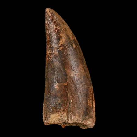 2.9" Carcharodontosaurus Fossil Tooth Cretaceous Theropod Dinosaur Stand, COA