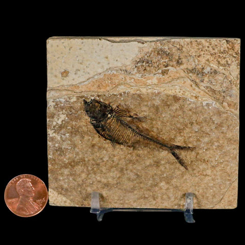 2" Diplomystus Dentatus Fossil Fish Green River FM WY Eocene Age COA, Stand - Fossil Age Minerals