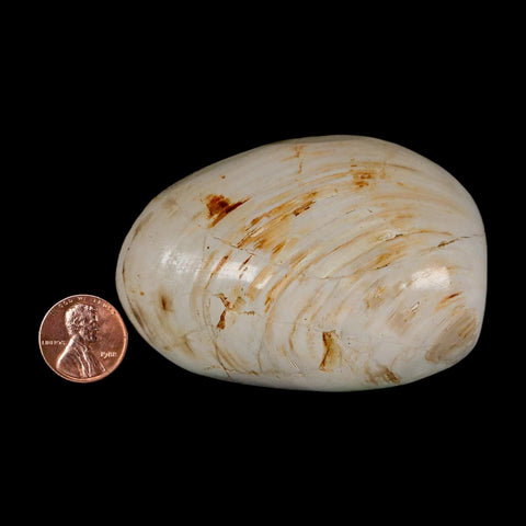 3" Clam Fossil Polished Jurassic Madagascar Bivalve Mollusk 150 Million Years Old - Fossil Age Minerals