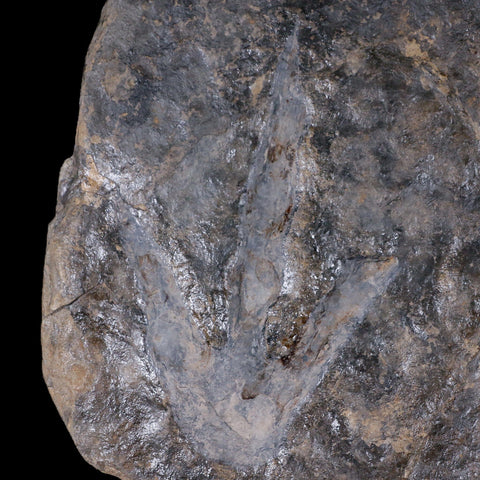 5.7" Grallator Variabilis Dinosaurs Tracks Foot Prints Jurassic Age France COA, Stand - Fossil Age Minerals