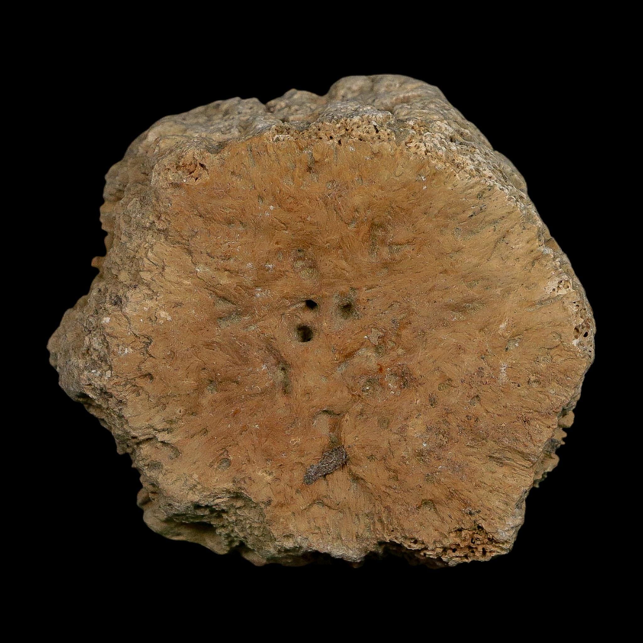2.4" Glyptodon Fossil Osteoderm Scute Plate Bony Armor Pleistocene Uruguay COA - Fossil Age Minerals