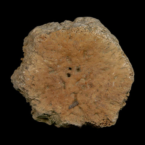 2.4" Glyptodon Fossil Osteoderm Scute Plate Bony Armor Pleistocene Uruguay COA - Fossil Age Minerals