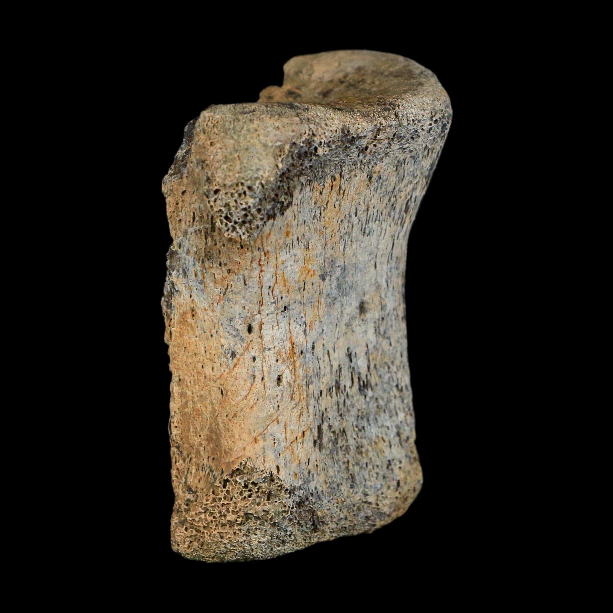 2.7" Corythosaurus Fossil Vertebrae Bone Judith River FM Cretaceous Dinosaur MT