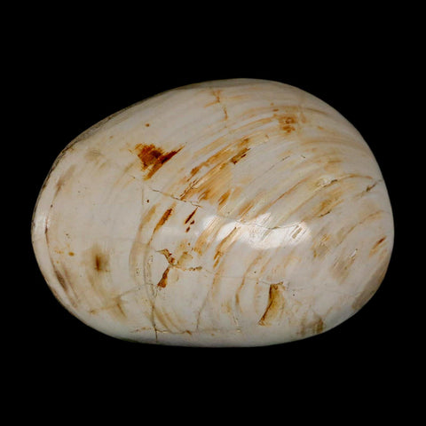 3" Clam Fossil Polished Jurassic Madagascar Bivalve Mollusk 150 Million Years Old - Fossil Age Minerals