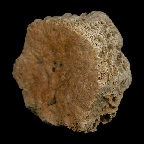 2.4" Glyptodon Fossil Osteoderm Scute Plate Bony Armor Pleistocene Uruguay COA - Fossil Age Minerals
