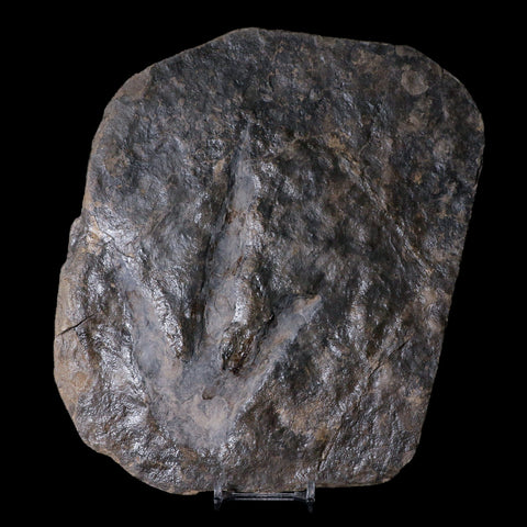 5.7" Grallator Variabilis Dinosaurs Tracks Foot Prints Jurassic Age France COA, Stand - Fossil Age Minerals