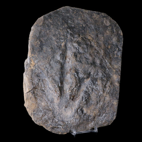5.7" Grallator Variabilis Dinosaurs Tracks Foot Prints Jurassic Age France COA, Stand - Fossil Age Minerals