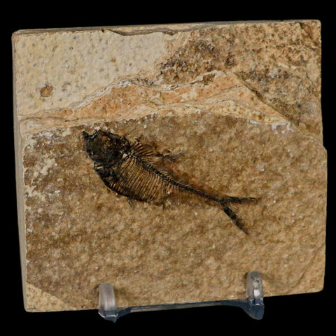 2" Diplomystus Dentatus Fossil Fish Green River FM WY Eocene Age COA, Stand - Fossil Age Minerals