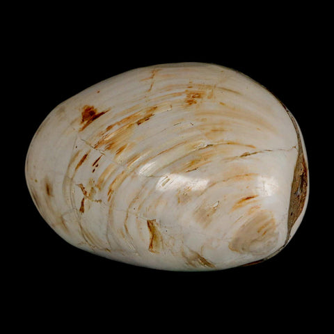 3" Clam Fossil Polished Jurassic Madagascar Bivalve Mollusk 150 Million Years Old - Fossil Age Minerals