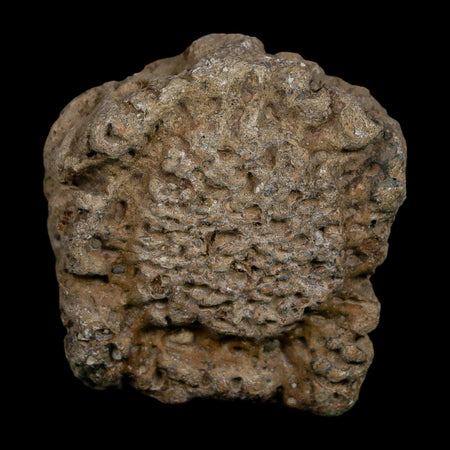 1.6" Glyptodon Fossil Osteoderm Scute Plate Bony Armor Pleistocene Uruguay COA