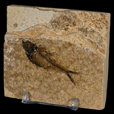 2" Diplomystus Dentatus Fossil Fish Green River FM WY Eocene Age COA, Stand - Fossil Age Minerals