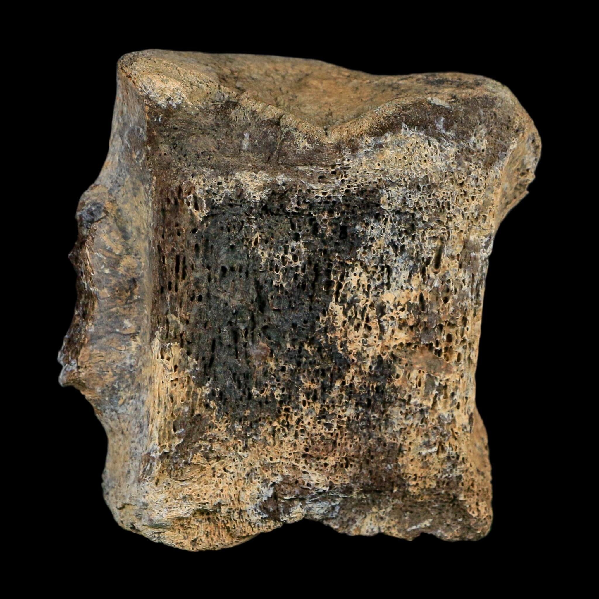 2.7" Corythosaurus Fossil Vertebrae Bone Judith River FM Cretaceous Dinosaur MT