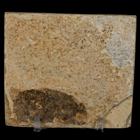 2" Diplomystus Dentatus Fossil Fish Green River FM WY Eocene Age COA, Stand - Fossil Age Minerals