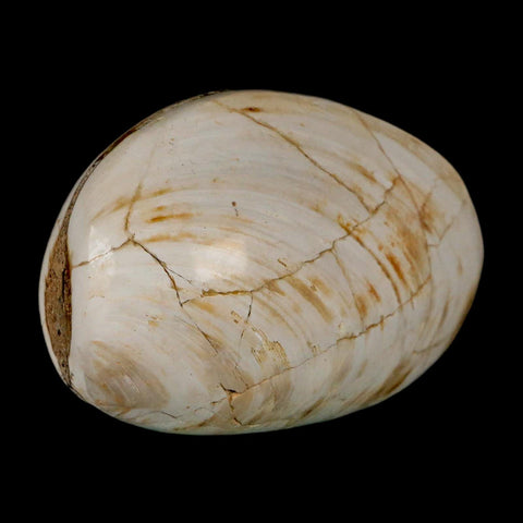 3" Clam Fossil Polished Jurassic Madagascar Bivalve Mollusk 150 Million Years Old - Fossil Age Minerals