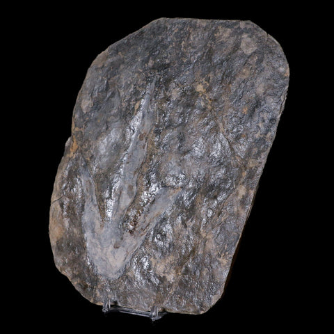 5.7" Grallator Variabilis Dinosaurs Tracks Foot Prints Jurassic Age France COA, Stand - Fossil Age Minerals