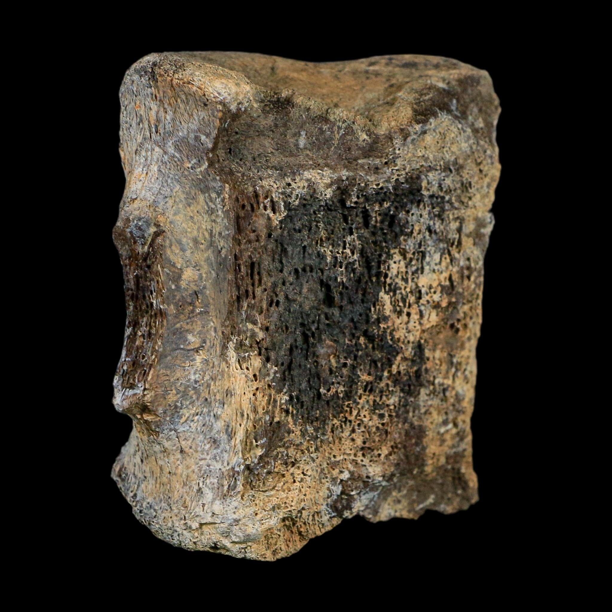 2.7" Corythosaurus Fossil Vertebrae Bone Judith River FM Cretaceous Dinosaur MT