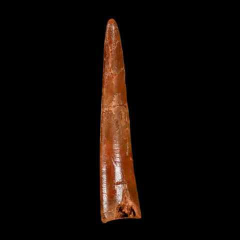 XL 1.7" Pterosaur Coloborhynchus Fossil Tooth Upper Cretaceous Morocco COA & Display - Fossil Age Minerals