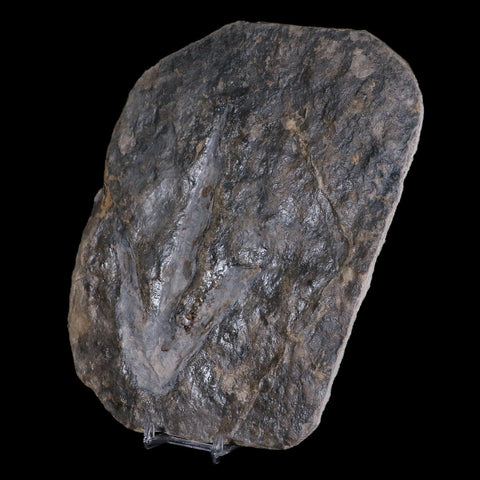 5.7" Grallator Variabilis Dinosaurs Tracks Foot Prints Jurassic Age France COA, Stand - Fossil Age Minerals