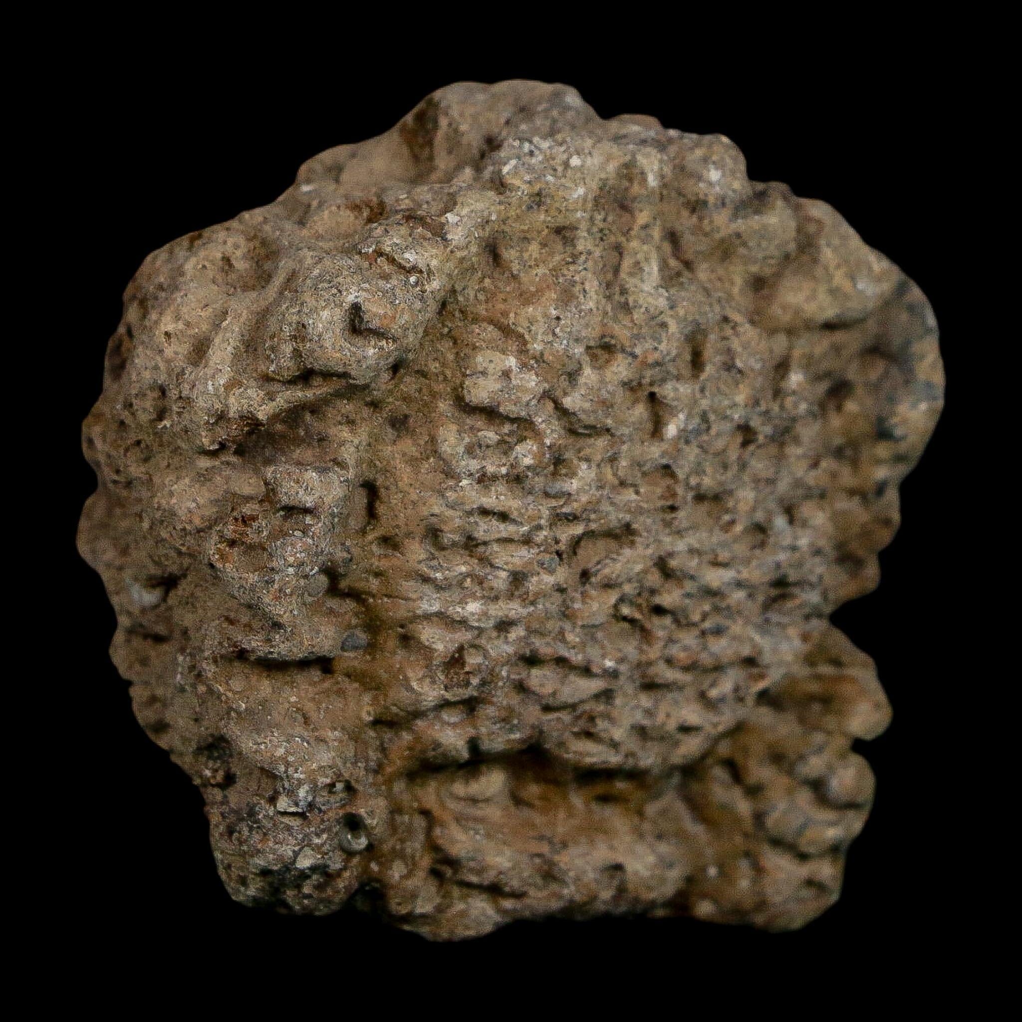 1.6" Glyptodon Fossil Osteoderm Scute Plate Bony Armor Pleistocene Uruguay COA - Fossil Age Minerals