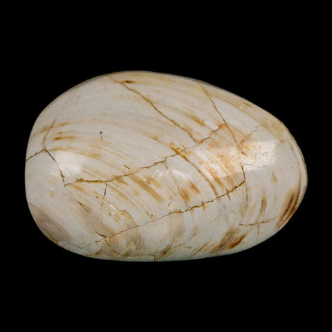 3" Clam Fossil Polished Jurassic Madagascar Bivalve Mollusk 150 Million Years Old - Fossil Age Minerals