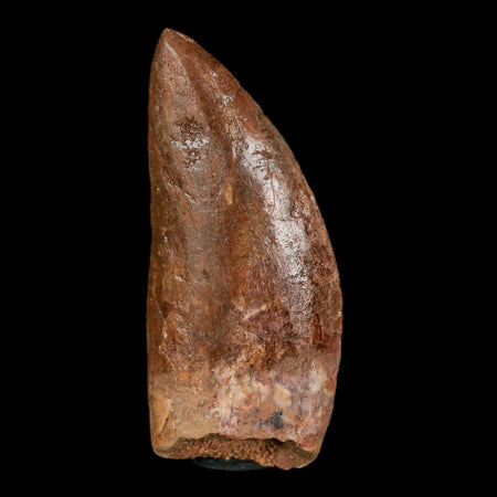 2.5" Carcharodontosaurus Fossil Tooth Cretaceous Theropod Dinosaur Stand, COA