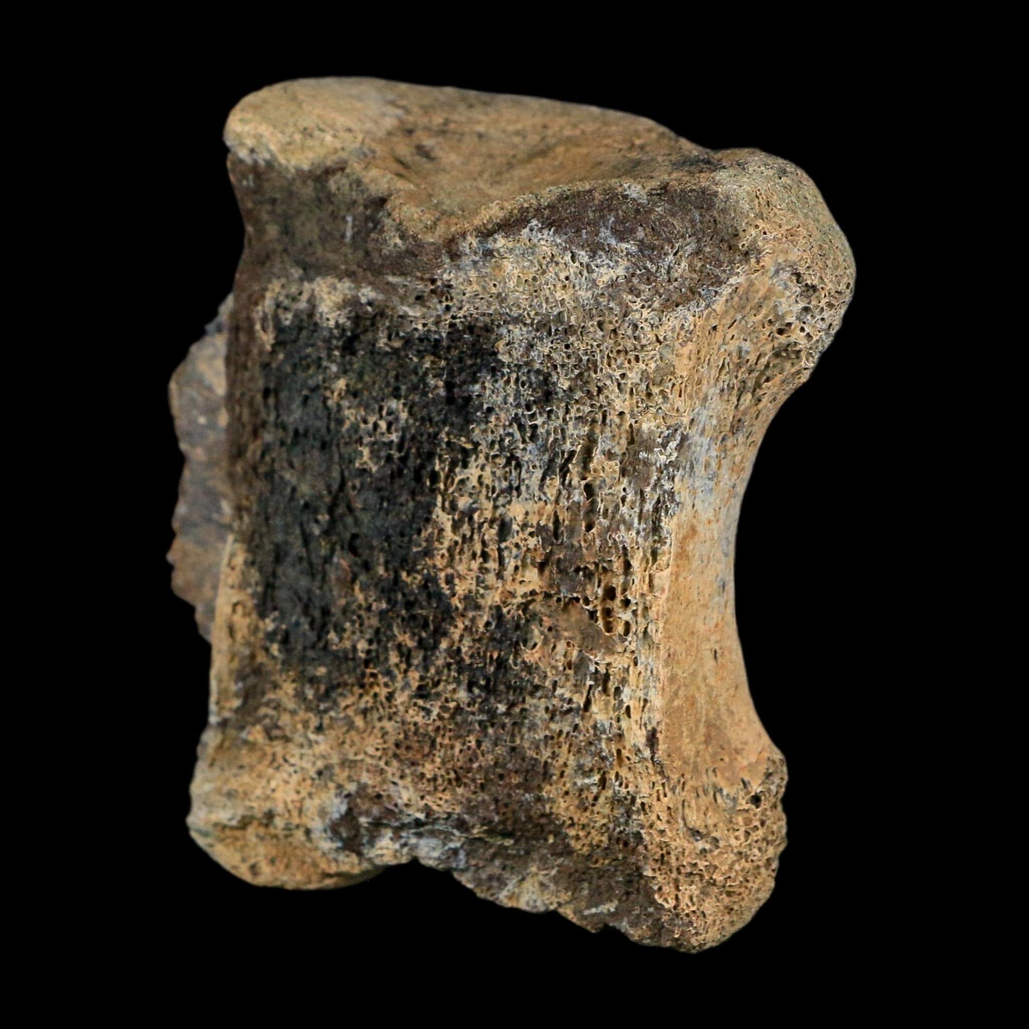 2.7" Corythosaurus Fossil Vertebrae Bone Judith River FM Cretaceous Dinosaur MT