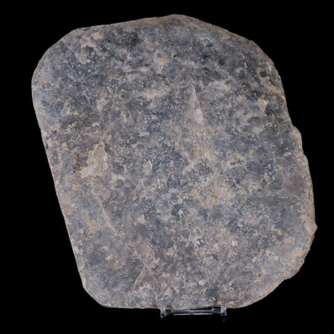 5.7" Grallator Variabilis Dinosaurs Tracks Foot Prints Jurassic Age France COA, Stand - Fossil Age Minerals