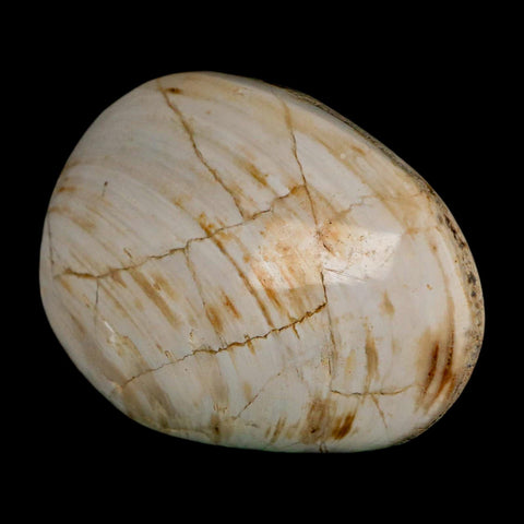 3" Clam Fossil Polished Jurassic Madagascar Bivalve Mollusk 150 Million Years Old - Fossil Age Minerals