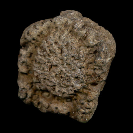 1.6" Glyptodon Fossil Osteoderm Scute Plate Bony Armor Pleistocene Uruguay COA