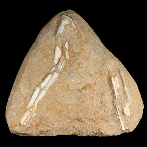 XL 9" Pterosaur Tethydraco Regalis Fossil Bones Upper Cretaceous Morocco Stand - Fossil Age Minerals