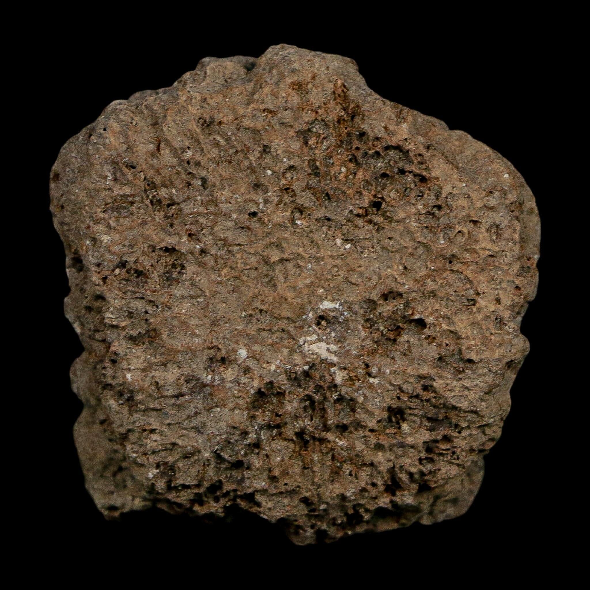 1.6" Glyptodon Fossil Osteoderm Scute Plate Bony Armor Pleistocene Uruguay COA - Fossil Age Minerals
