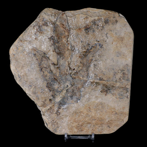 5.4" Grallator Variabilis Dinosaurs Tracks Foot Prints Jurassic Age France COA, Stand - Fossil Age Minerals