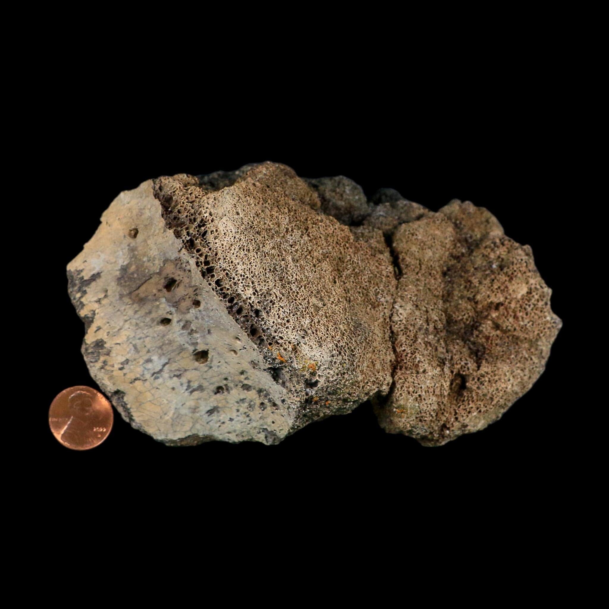 5.7" Hadrosaur Dinosaur Fossil Vertebrae Bone Judith River Formation Montana COA