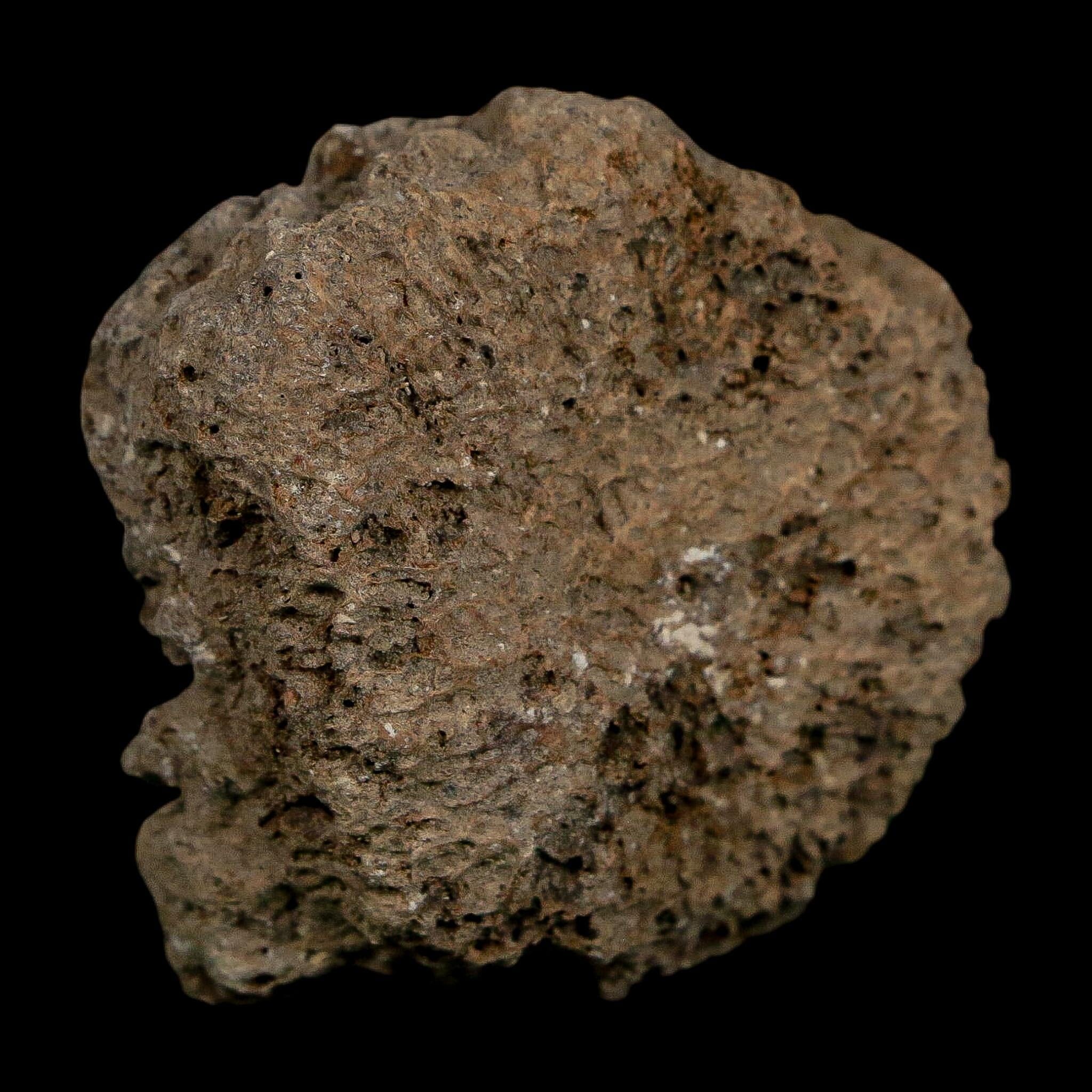 1.6" Glyptodon Fossil Osteoderm Scute Plate Bony Armor Pleistocene Uruguay COA - Fossil Age Minerals