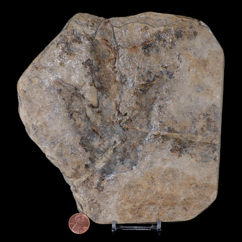 5.4" Grallator Variabilis Dinosaurs Tracks Foot Prints Jurassic Age France COA, Stand - Fossil Age Minerals