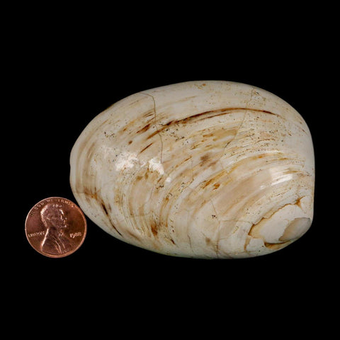 2.9" Clam Fossil Polished Jurassic Madagascar Bivalve Mollusk 150 Million Years Old - Fossil Age Minerals