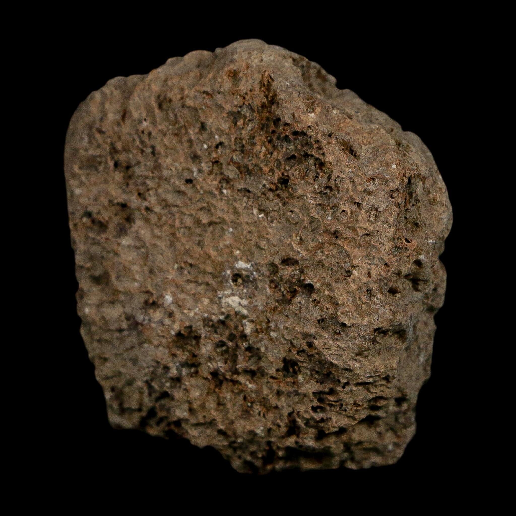 1.6" Glyptodon Fossil Osteoderm Scute Plate Bony Armor Pleistocene Uruguay COA - Fossil Age Minerals